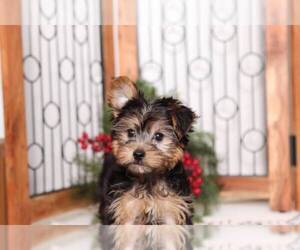 Yorkshire Terrier Puppy for sale in NAPLES, FL, USA