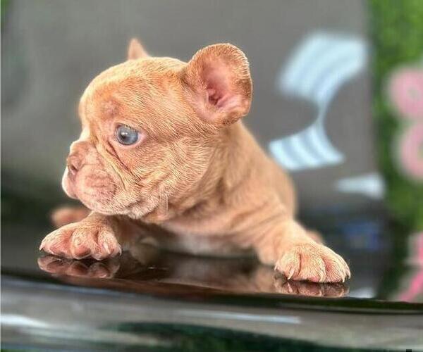Medium Photo #3 French Bulldog Puppy For Sale in WASHINGTON, DC, USA
