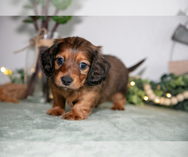 Medium Photo #2 Dachshund Puppy For Sale in GOSHEN, IN, USA