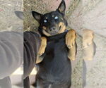 Small #5 Mutt