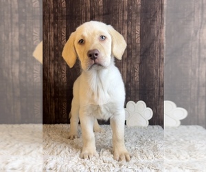 Labrador Retriever Puppy for sale in FRANKLIN, IN, USA