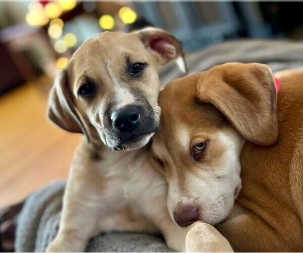 Medium Photo #10 Mutt Puppy For Sale in Canton, CT, USA