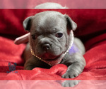 Small Photo #9 French Bulldog Puppy For Sale in SPOKANE, WA, USA