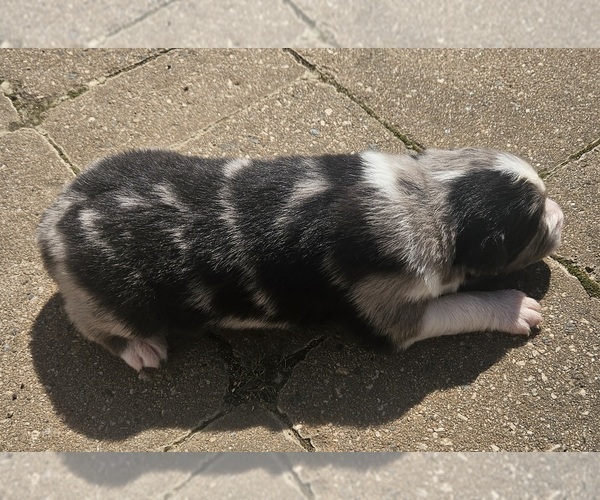Medium Photo #8 Australian Shepherd Puppy For Sale in NELSON, VA, USA