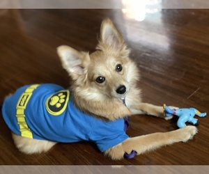 Australian Shepherd-Pomeranian Mix Puppy for sale in WAUWATOSA, WI, USA