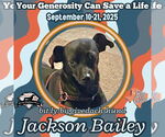 Small Photo #4 Chiweenie Puppy For Sale in San Antonio, TX, USA