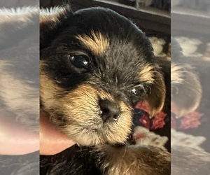 Yorkshire Terrier Puppy for sale in GREENVILLE, PA, USA