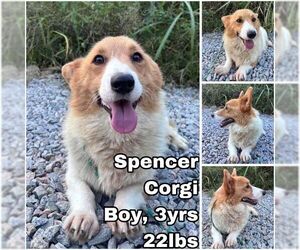 Pembroke Welsh Corgi Dogs for adoption in Seattle, WA, USA