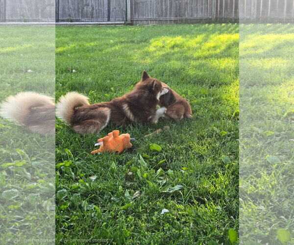 Medium Photo #6 Pomsky Puppy For Sale in Fort Wayne, IN, USA