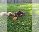Small #5 Pomsky