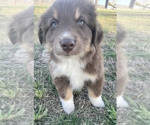 Australian Shepherd Puppy for sale in TAYLOR, TX, USA