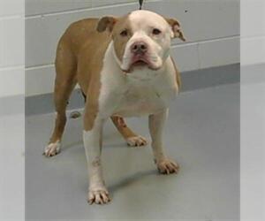 American Pit Bull Terrier Dogs for adoption in St. Cloud, FL, USA