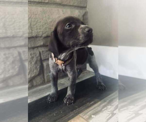 Medium Photo #15 German Shorthaired Pointer Puppy For Sale in PASCO, WA, USA
