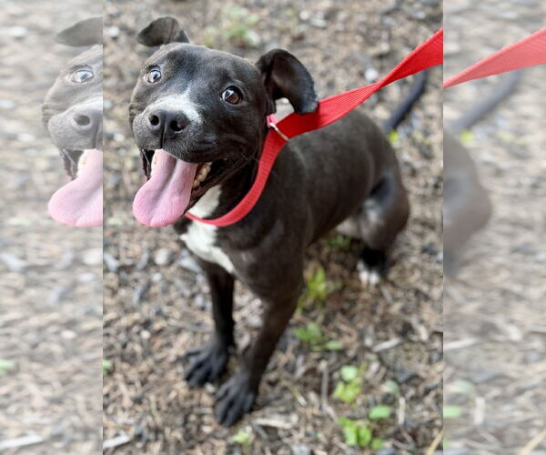 Medium Photo #3 Staffordshire Bull Terrier-Unknown Mix Puppy For Sale in Jefferson, NJ, USA