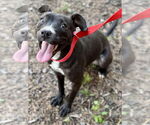 Small #2 Staffordshire Bull Terrier Mix