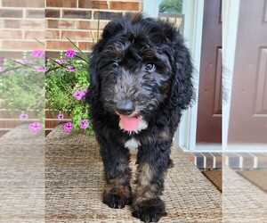 Aussiedoodle Puppy for sale in COLUMBIA, TN, USA