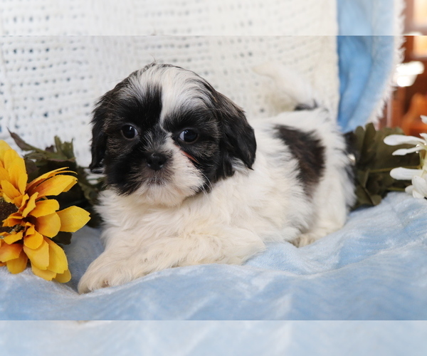 Medium Photo #2 Shih Tzu Puppy For Sale in SHILOH, OH, USA