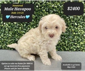 Poovanese Puppy for sale in TUCSON, AZ, USA