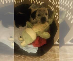 Catahoula Leopard Dog-Unknown Mix Dogs for adoption in San Antonio, TX, USA