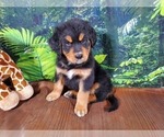 Small Photo #12 Golden Mountain Dog Puppy For Sale in BLACK FOREST, CO, USA