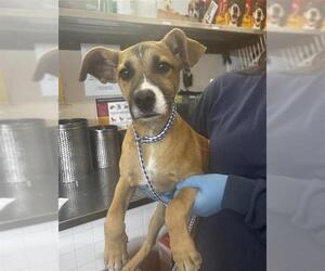 Mutt Dogs for adoption in Chula Vista, CA, USA
