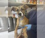 Small Mutt
