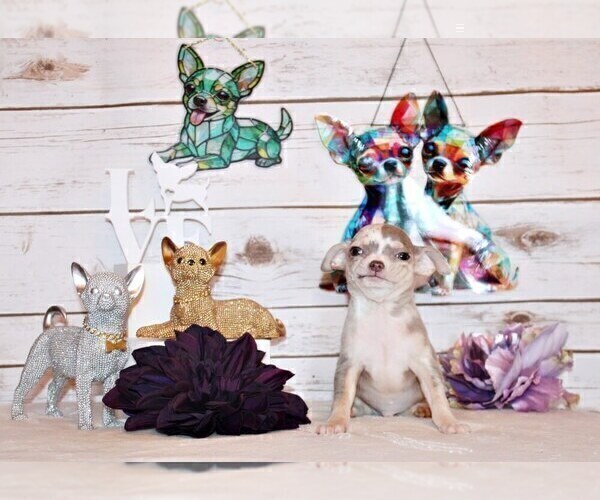 Medium Photo #4 Chihuahua Puppy For Sale in CHARLESTON, AR, USA