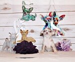 Small #3 Chihuahua
