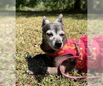 Small #4 Chihuahua