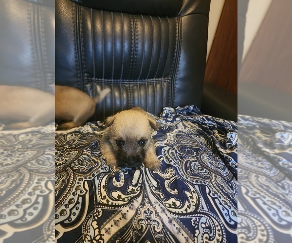 Medium Photo #6 Cairn Terrier Puppy For Sale in DAYTONA BEACH, FL, USA