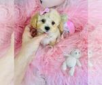 Small #1 Poodle (Toy)