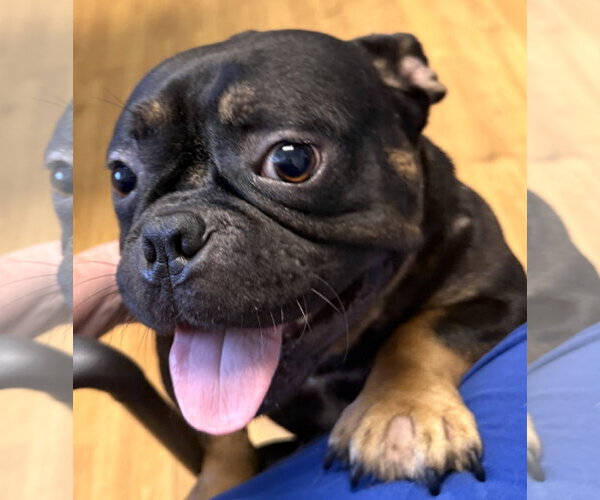 Medium Photo #1 Free-Lance Bulldog Puppy For Sale in Mount Airy, NC, USA
