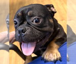 Small Free-Lance Bulldog