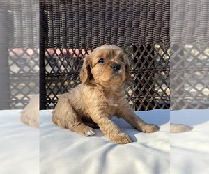 Cavalier King Charles Spaniel Puppy for sale in MELROSE, FL, USA