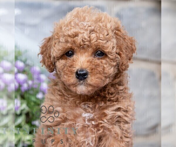Medium Photo #4 Havapoo Puppy For Sale in LEWISBURG, PA, USA