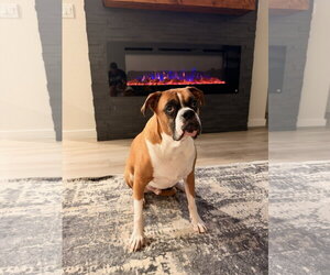 SAMU - Male Boxer Dog for Adoption - Photo #5