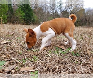 Basenji Dog for Adoption in WINONA, Texas USA