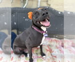 Small #9 Labrador Retriever Mix