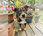 Small #7 Mutt