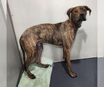 Small #12 Mountain Cur-Plott Hound Mix