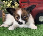 Small Papillon