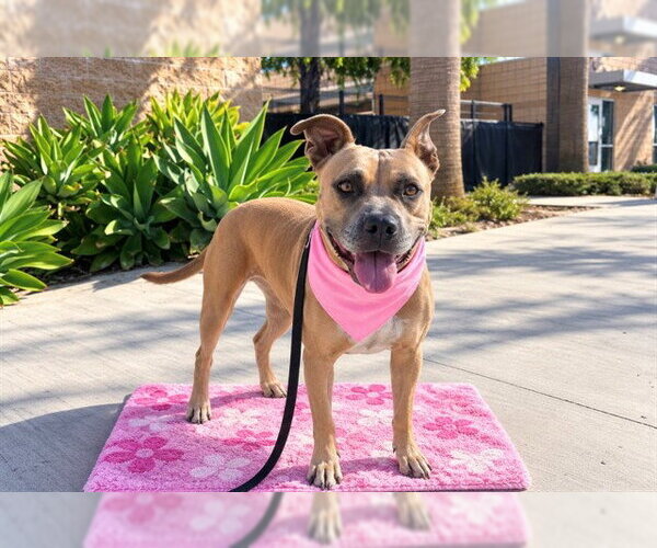 Medium Photo #1 Mutt Puppy For Sale in Orange, CA, USA