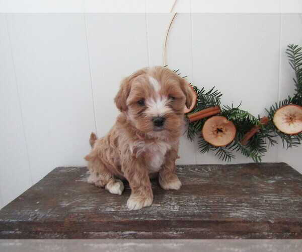 Medium Photo #3 Maltipoo Puppy For Sale in SUGARCREEK, OH, USA