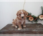 Small #2 Maltipoo