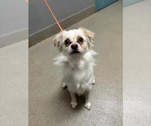 Chihuahua-Unknown Mix Dogs for adoption in Las Vegas, NV, USA