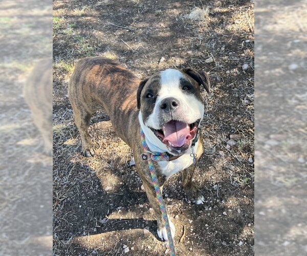 Medium Photo #4 American Bulldog-American Staffordshire Terrier Mix Puppy For Sale in phoenix, AZ, USA