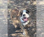 Small #3 American Bulldog-American Staffordshire Terrier Mix