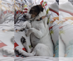 Small #2 Jack Russell Terrier Mix