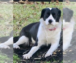 Border Collie-Unknown Mix Dogs for adoption in Houston, TX, USA