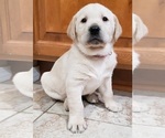 Small #62 Labrador Retriever